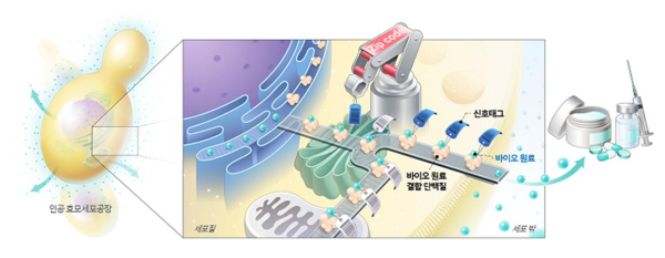 바이오원료를 생산하는 인공 세포공장(좌, 효모) 속의 특정 바이오원료를 세포 밖으로 배송할 수 있는 시스템
