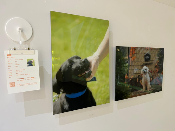 ‘유기견과 함께 하는 대전 사진전’개최