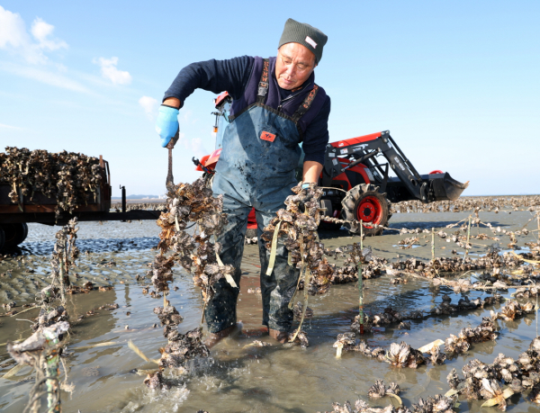 이원면 이원방조제 인근에서 굴을 채취하는 이원지역 어민들(2023. 11. 14.).
