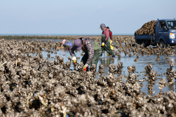 이원면 이원방조제 인근에서 굴을 채취하는 이원지역 어민들(2023. 11. 14.).