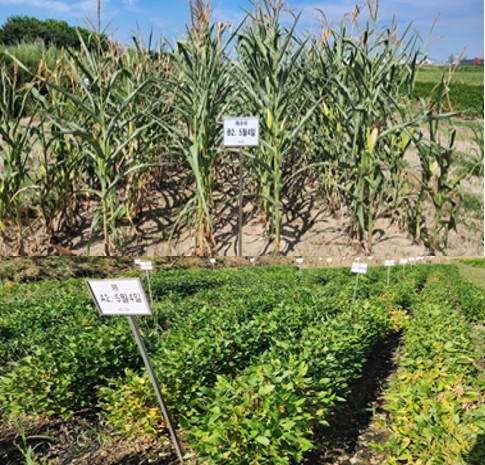 콩 옥수수 단작 형태