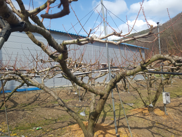 겨울철 복숭아나무 전정방법