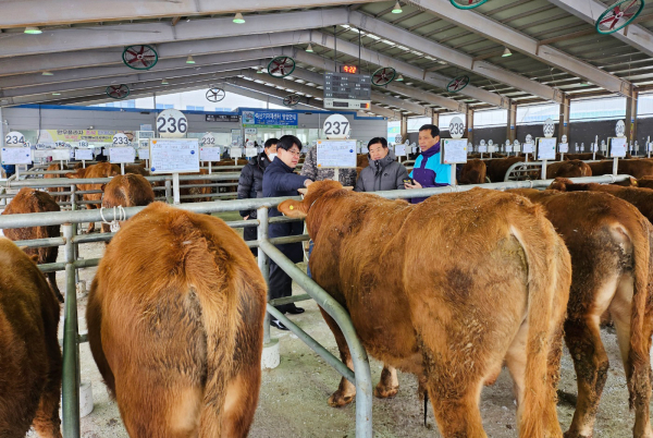 21일 김갑식 농업기술센터 소장이 가축경매시장을 방문해 농가와 축산 관계자를 격려했다