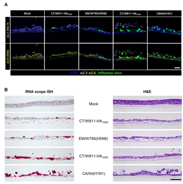 두 변이 바이러스의 인체 유래 호흡기 세포 감염력 및 증식성 비교