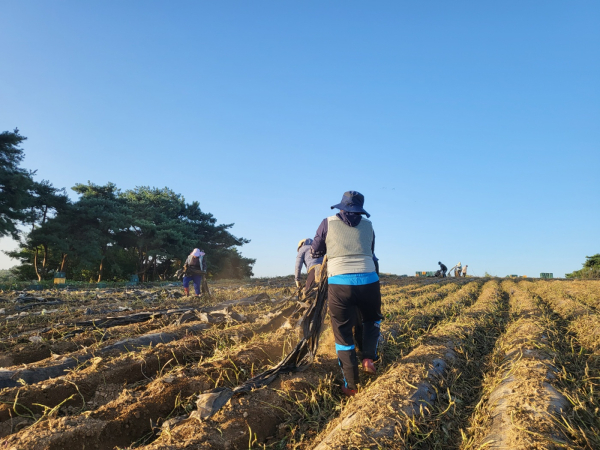 계절근로자 활동 사진
