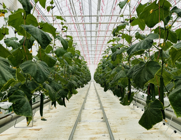 강기형 씨가 스마트팜 온실에서 재배한 오이/천안시 제공<br>