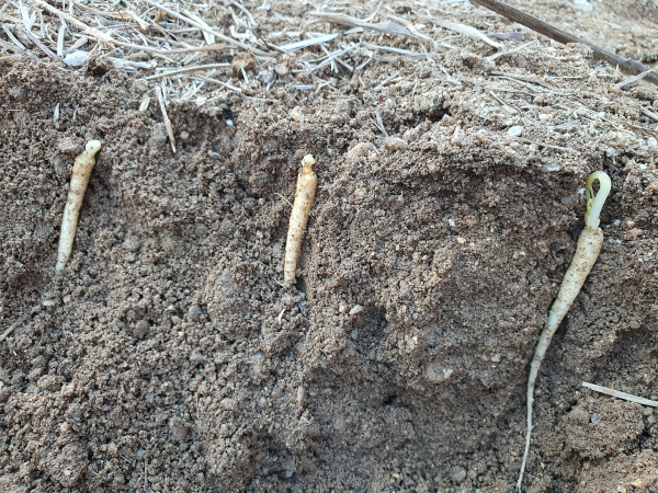 묘삼 조기발뢰 된 모습