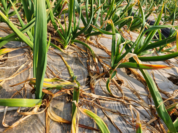 마늘 잎집썩음병 증상이 나타난 마늘줄기