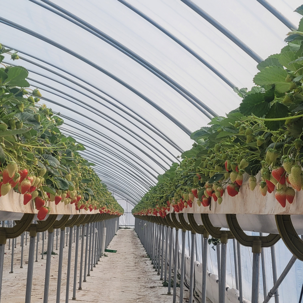 홍성군 신품종 ‘골드베리’