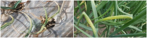 양파 노균병 이미지