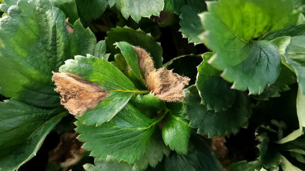 딸기 잿빛곰팡이병
