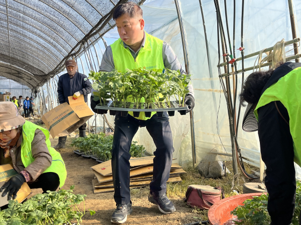 NH농협 공주시지부·농가주부모임 공주시연합회, 농촌 일손돕기 수박 모종 심기 모습