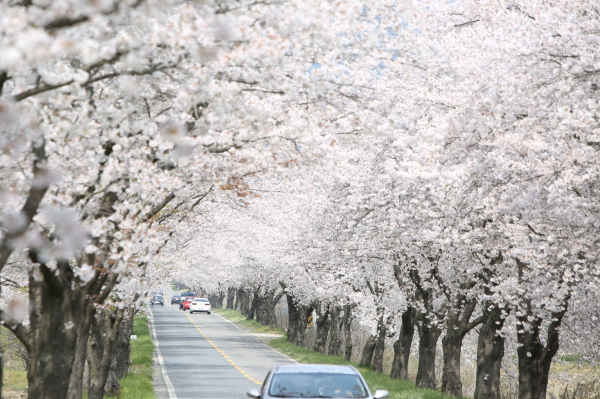 벛꽃사진(지난해)