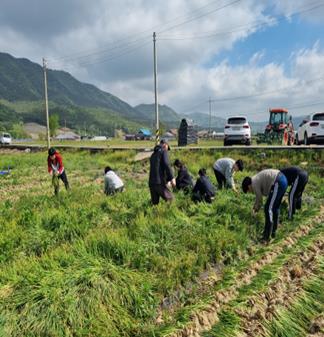 농촌일손돕기 사진(작년)