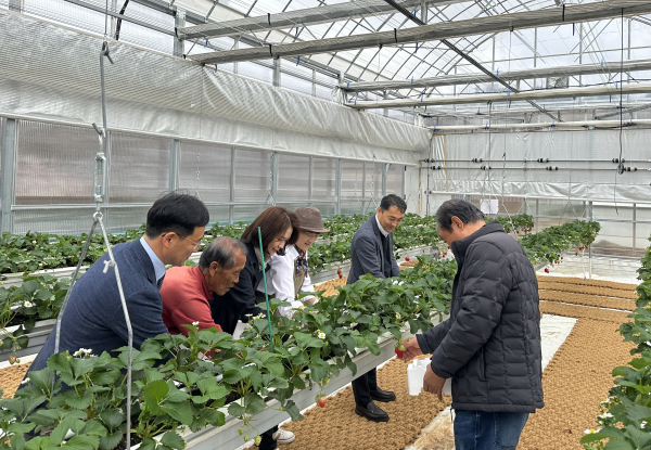 지난 26일, 오은정 한국수자원공사 환경에너지본부장(사진 왼쪽 가운데)과 마을 관계자 등 주요 참석자들이 스마트팜 첫 재배작물인 딸기를 수확하고 있다.