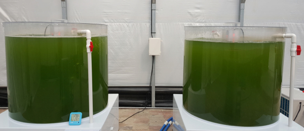 4월부터 유기농업 자재 본격 공급 (농업용 클로렐라)