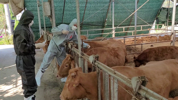 지난해 지곡면 일원에서 진행된 럼피스킨 백신접종