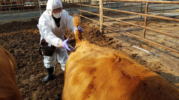 구제역 예방접종 모습