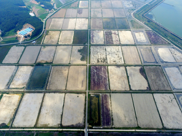 이원간척지 모습.