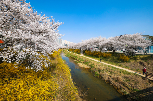 당진천 벚꽃길 모습