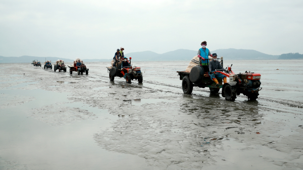 근흥면 마금리 어촌계에서 바지락 종패를 살포하는 모습(2021. 7.).
