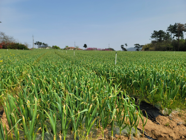 마늘 재배 전경