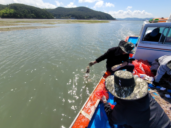 지난 24일 지곡면 중왕리 해역에서 이뤄진 낙지 방류