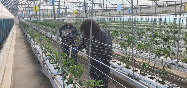 고추 스마트팜 재배 위한 연구