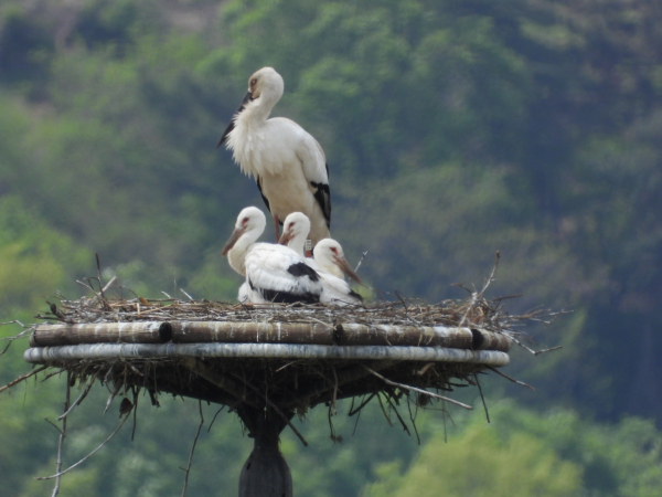 황새 가족 모습
