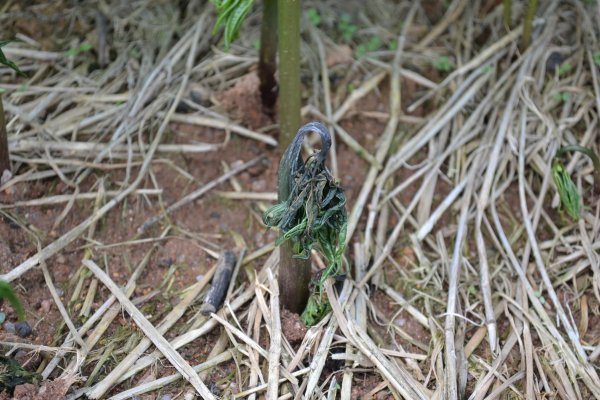 인삼 역병 증상