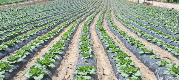 현재 생육 중인 노지 봄배추 재배 현장