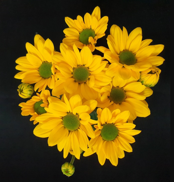 스프레이국화 '옐로윈스'