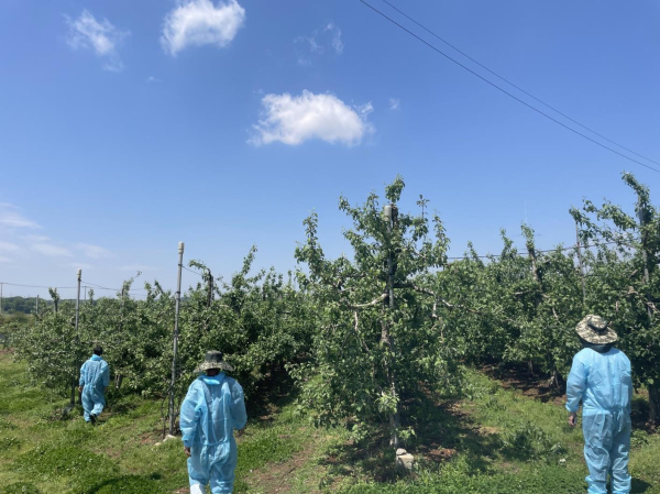 과수화상병 예찰 사진