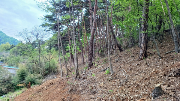 산불예방 숲가꾸기사업지(’23년도 사업) 전경