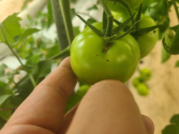 토마토 열매에 나타난 토마토뿔나방 피해
