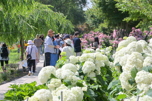 지난해 유구색동수국정원 꽃 축제 모습