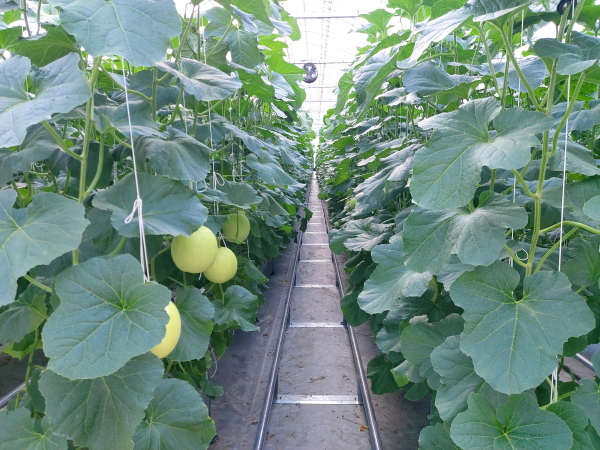 시설채소 양액재배 품목 다변화 (멜론)