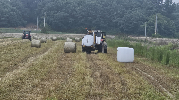 친환경 조사료 생산단지에서 이탈리안라이그라스를 수확하는 모습