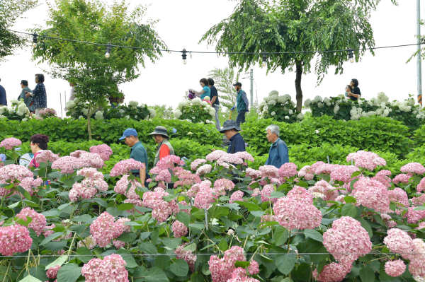 유구색동수국정원 꽃 축제 모습