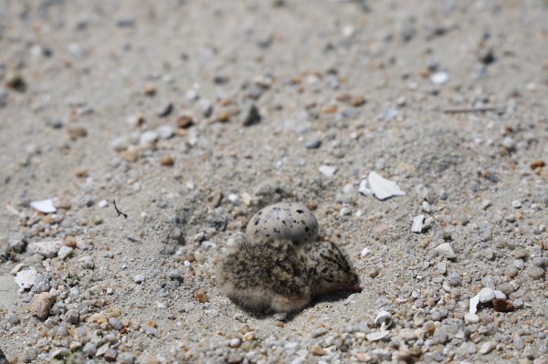 5월 발견된 쇠제비갈매기 새끼