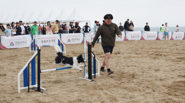 반려동물 해변운동회 (어질리티)