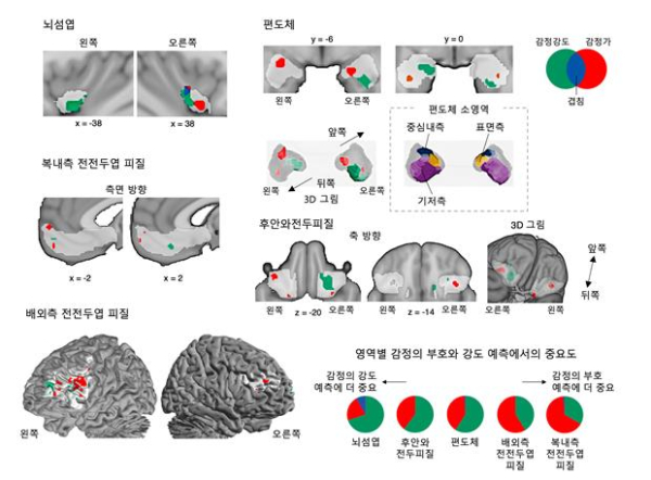 통증과 쾌락의 감정 정보 예측에 중요한 뇌 영역들