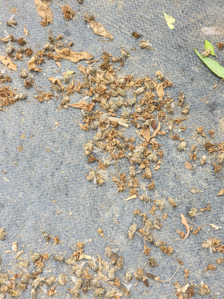 고온 및 폭염에 의한 낙화 및 벌 폐사