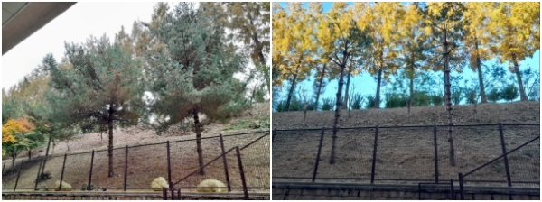 2023년 대전신계초 수목 전정작업 스트로브 잣나무 전정 전,후 모습