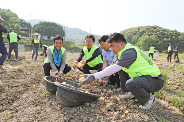 백남성 농협충남본부장(오른쪽)과 최용재 연무농협조합장(왼쪽), 김동진 농협논산시지부장(가운데)이 범농협 한마음 농촌일손돕기 지원의 날 봉사활동에서 양파수확을 돕고 있다