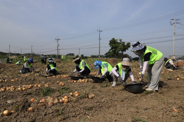 범농협 한마음 농촌 일손 지원의 날에 참가한 농협과 한국국토정보공사 임직원들이 논산시 연무읍 양파재배농가에서 일손돕기 봉사활동을 펼치고 있다.