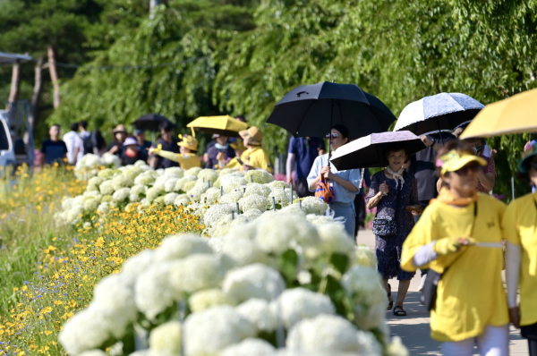 ‘제3회 공주 유구색동수국정원 꽃 축제’ 현장 모습 이모저모