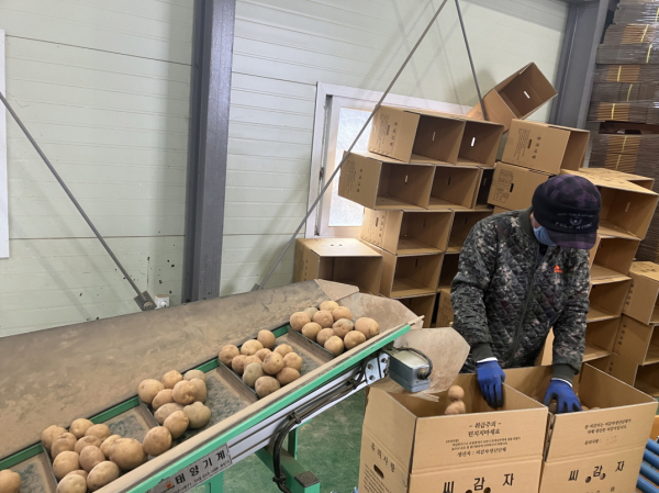 2월 씨감자 출하를 위해 감자를 포장하고있는 모습