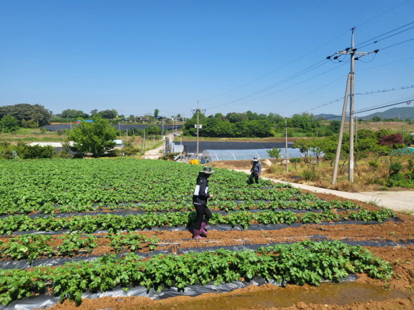 5월 종자관리사가 씨감자 생산단체 보급종 생산포를 검사하고 있다