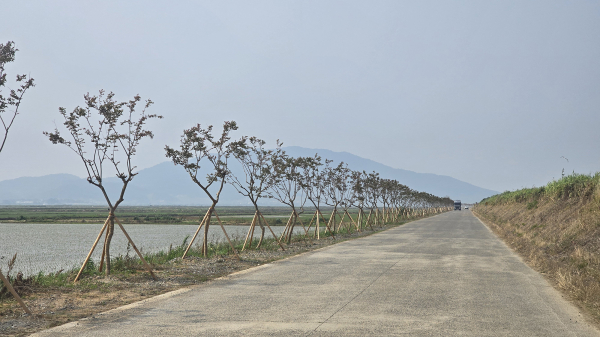 배롱나무 식재가 완료된 해미국제성지-간월암 가로수길 조성사업 1차 구간